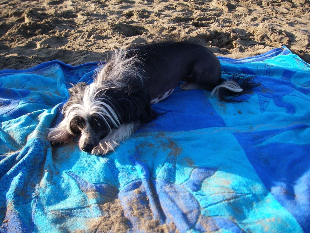 Cocolores Donna Doria