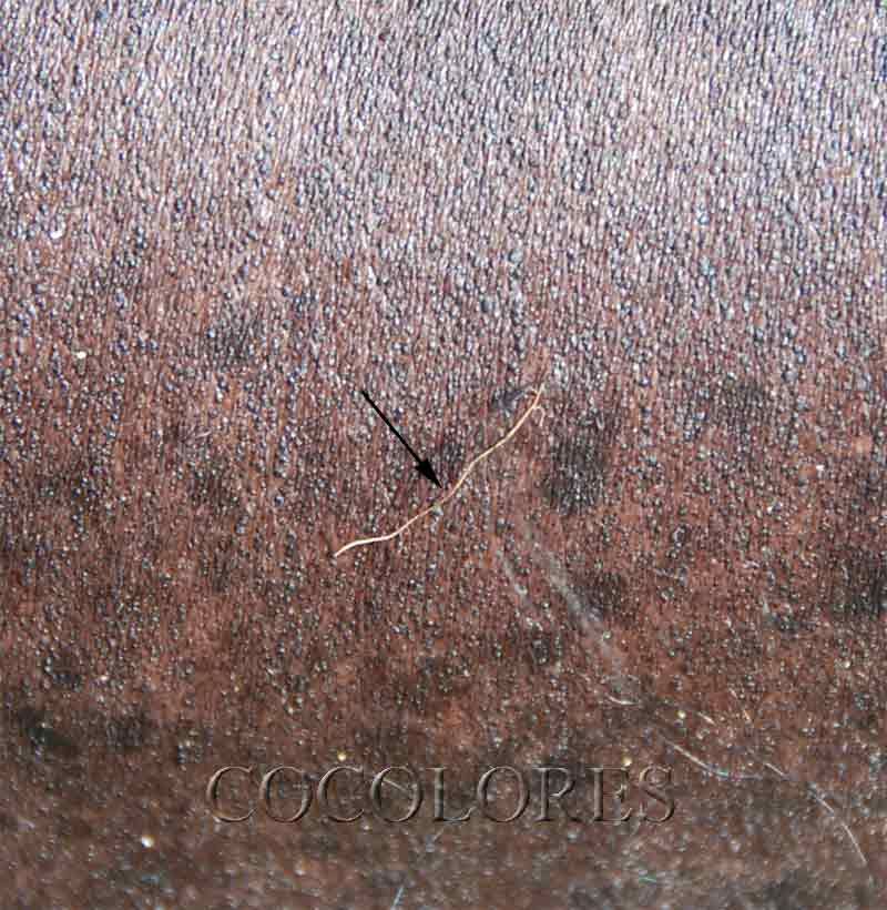 Estella vom Hause Esox Lucius