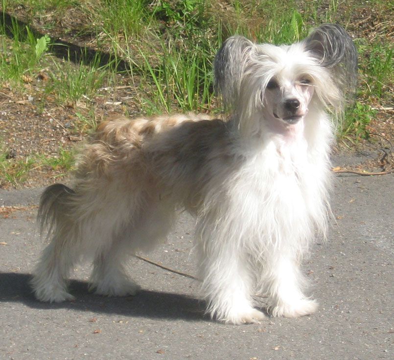 Stormblåstens No Not Me Not I