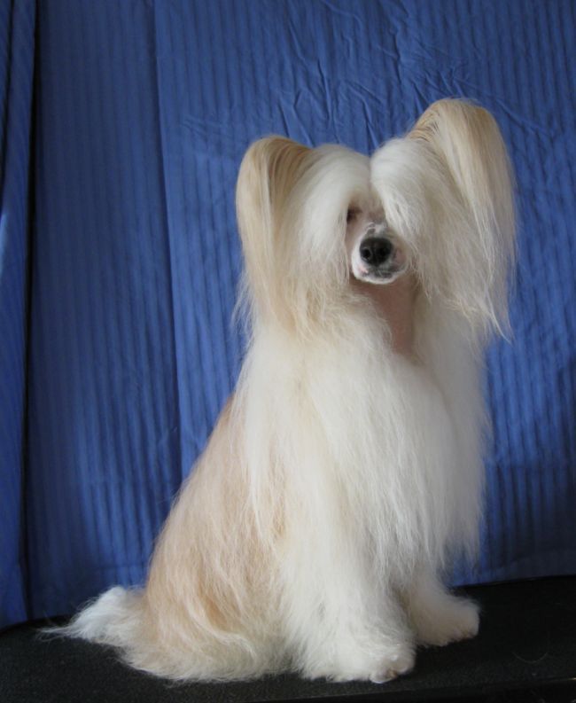 Stormblåstens Neverwinter