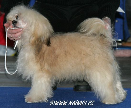 Bubu Bos Bohemia
