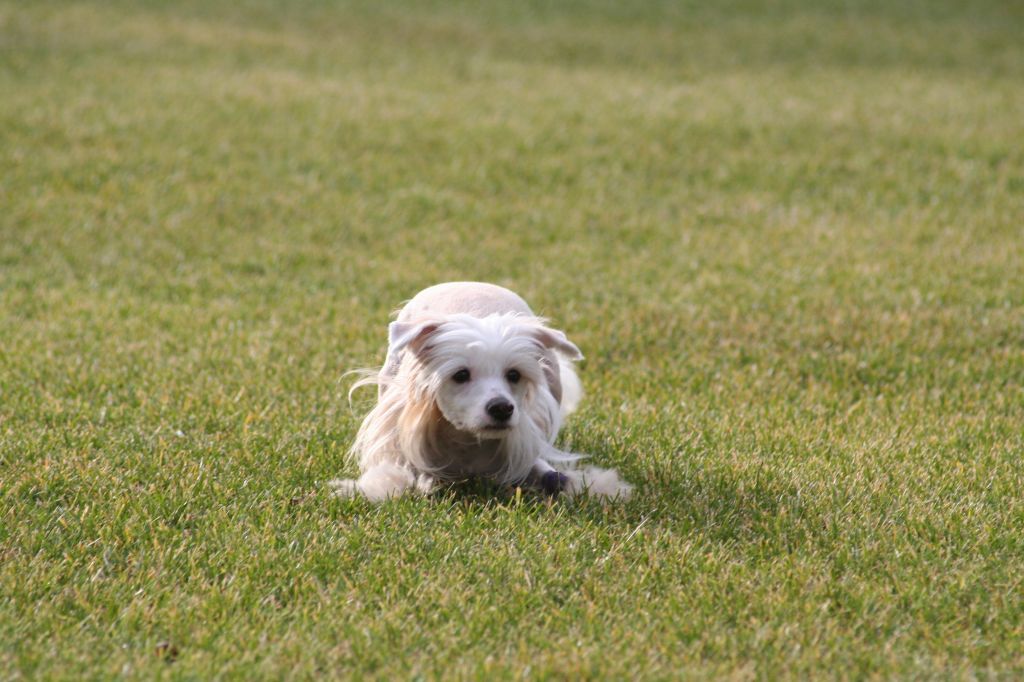 Crestyle Gentleman Jazz