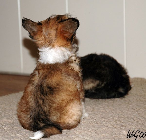 Full Monty Don't Need to be Coy Roy