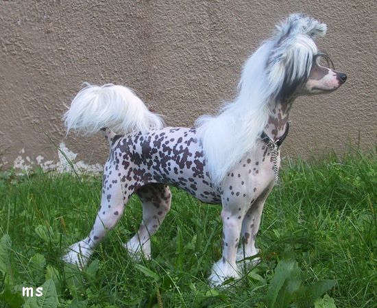 Kredo Festa Kiss From King