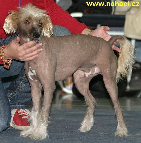 Elias Kalis z Treste