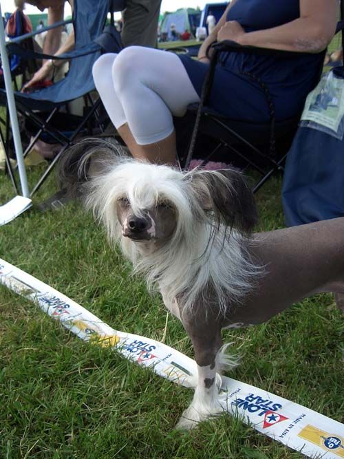 Bellatrix Luckycharm Lyra