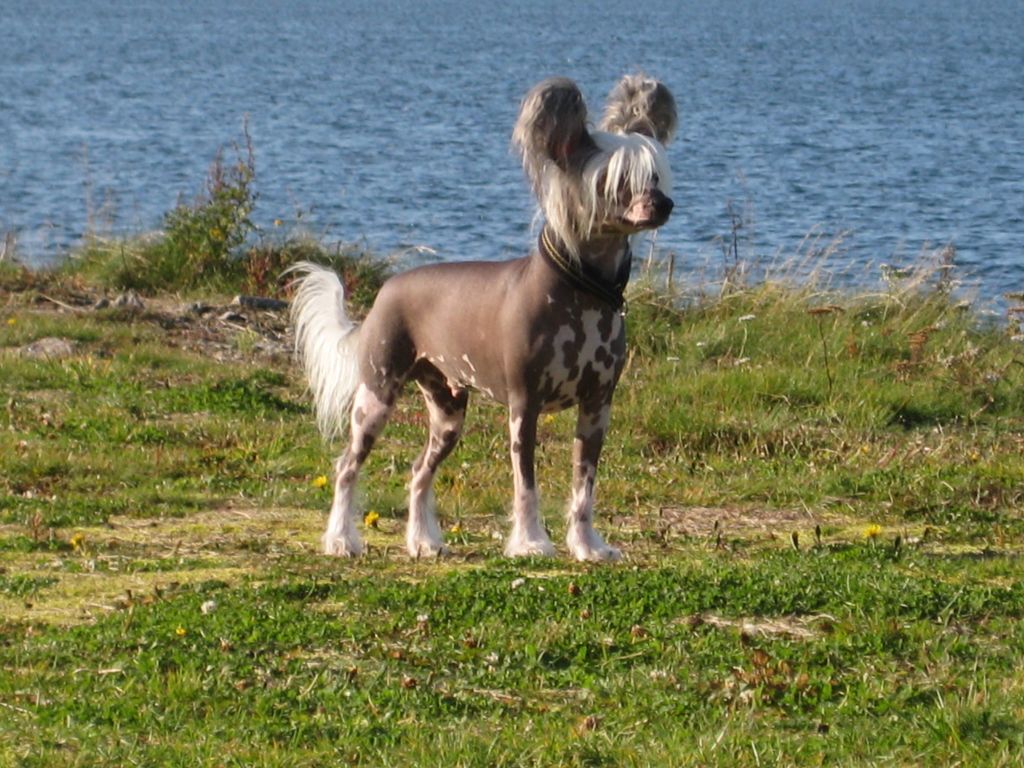 Zitrin'z Voulez-Vous