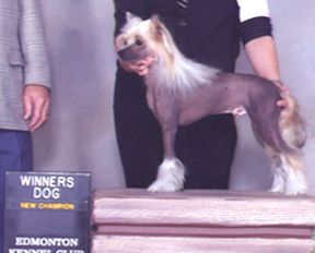 Softail The Eagle Has Landed