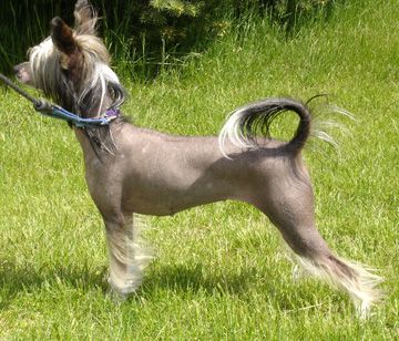 Rompford Crusin To Pepperlane