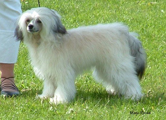 Lohamras Peppermint Rock 