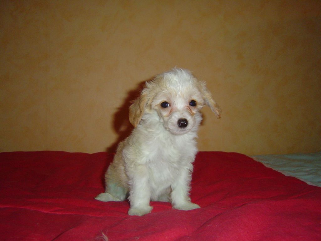 Gentleman Certova Stena