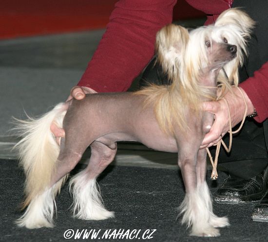 Iggy Gavany's Bohemia