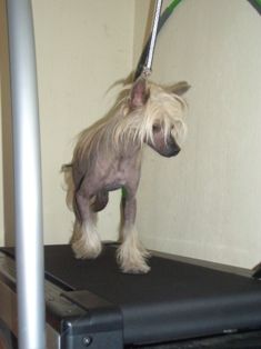 Nai's Sent Sevil Iz Sozvezdia Psov