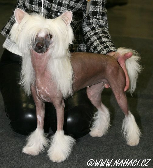 Peppermint Sweet von Shinbashi