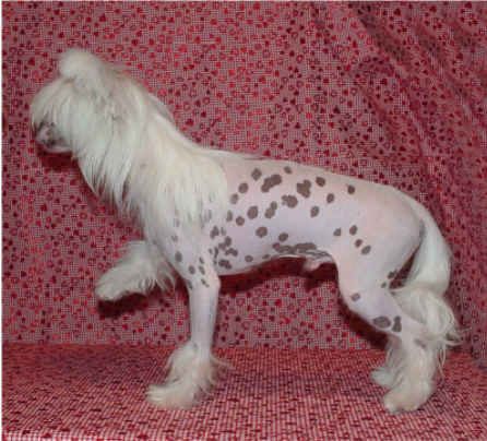 Redland's Knight After Knight