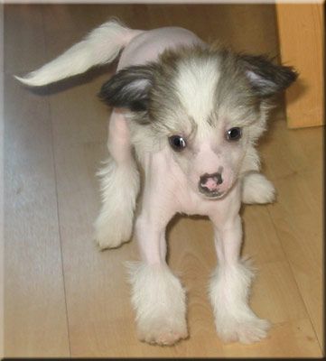 Marachinos Icaros Heart