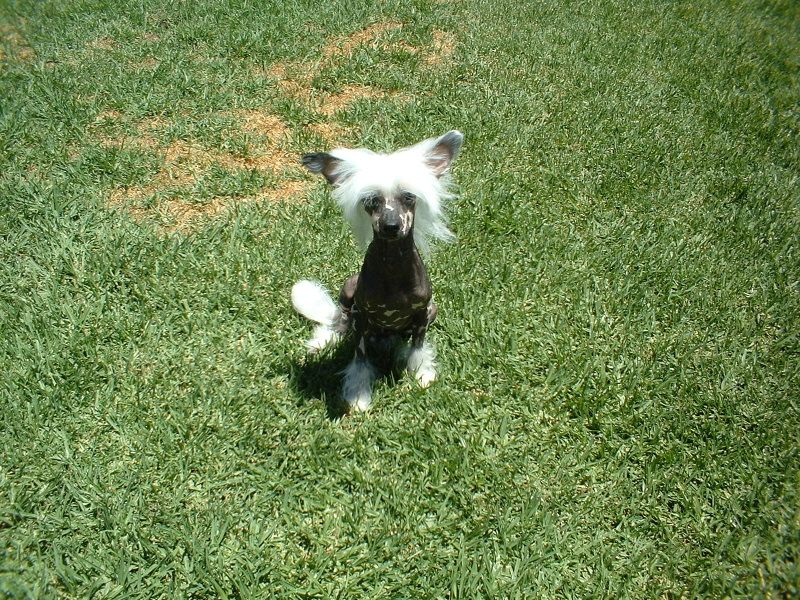 Chinkie Yen Moondust