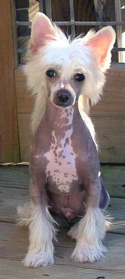 ParaDice's Caramel Royale