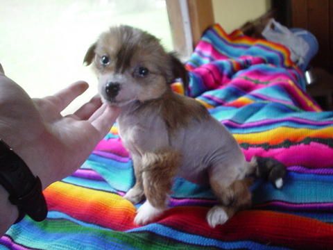 Bolivia von Dreksler