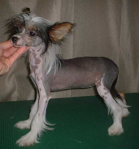 Andaluzja von Dreksler