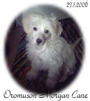 Oromuson Morgan Cane