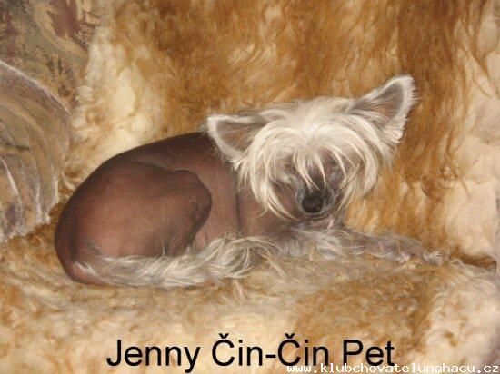 Jenny Cin-Cin Pet 