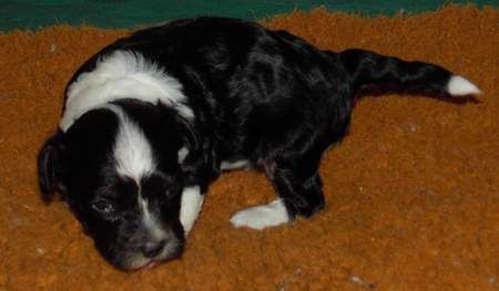 Zipolino's Black Russian