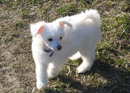 Shao-Lei's Crystal From Heaven