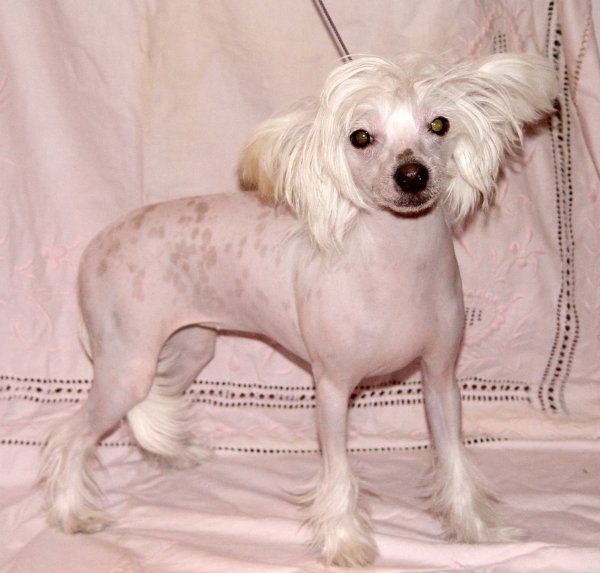 Kedveshazi Tummelisa