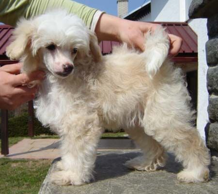 Stars at Sea Baccarat