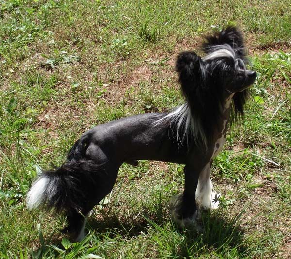 ParaDice Dream Chasin Hitmonchan