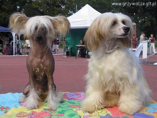 Figielek z Gangu Lysych