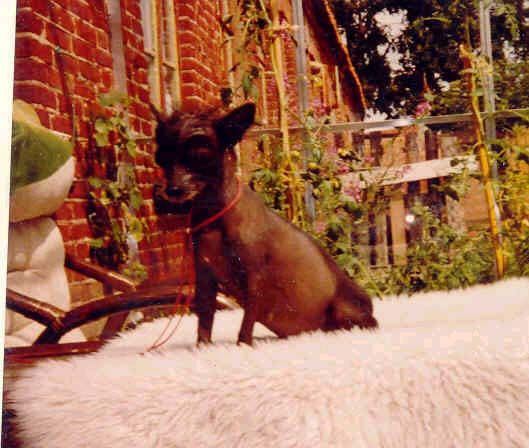 Maltea's Chi-Chi-Lee