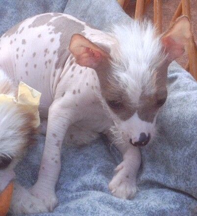 Caprioso Tao-Fu-Chi