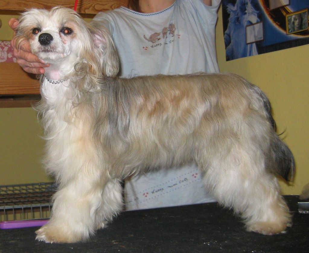 Yohanka Powder od Chlpiku