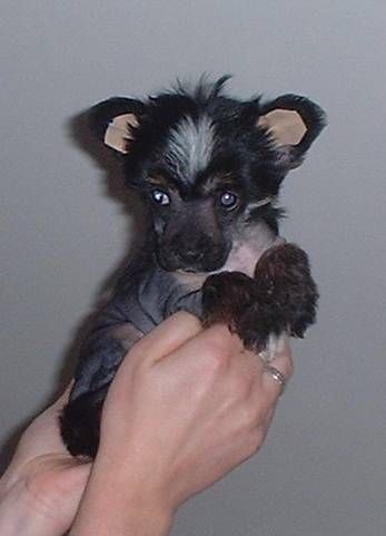 Harley z Jasne hvezdy