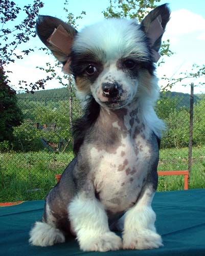 Kendi z Jasne hvezdy