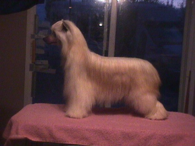 WhisperingLane Head Over Heels