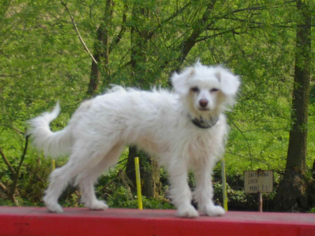 Casablanca od Bile lane