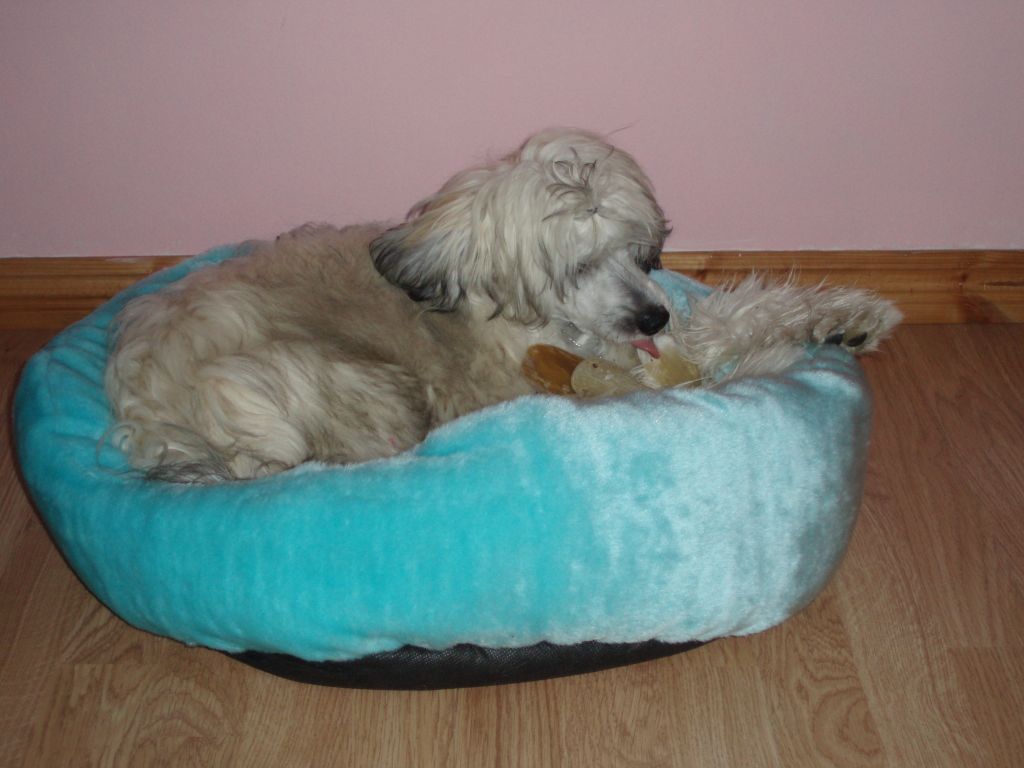 Cakma Cowe Beginning On The Top