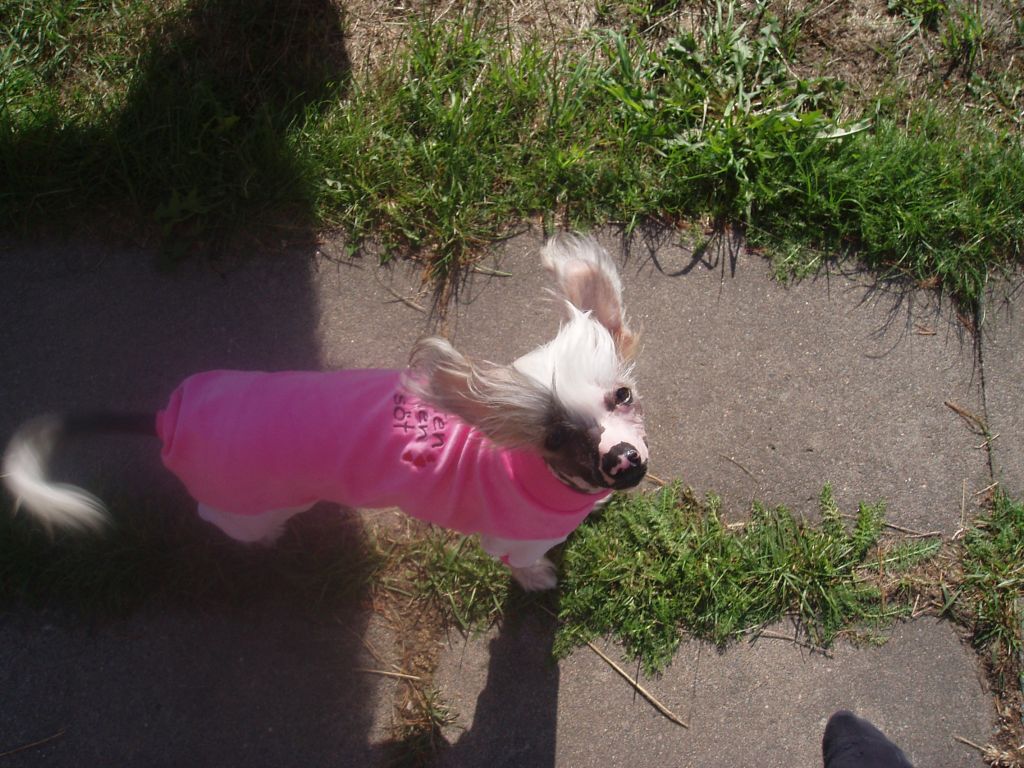 Flywheel's Drisco Accenta