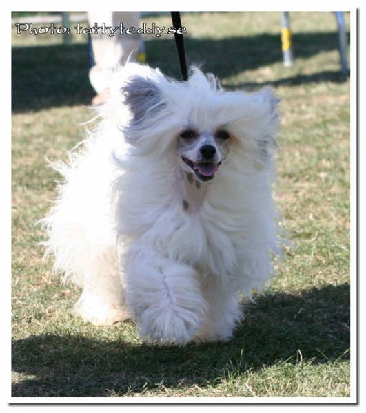 Gamla Bodens Mini Bounty