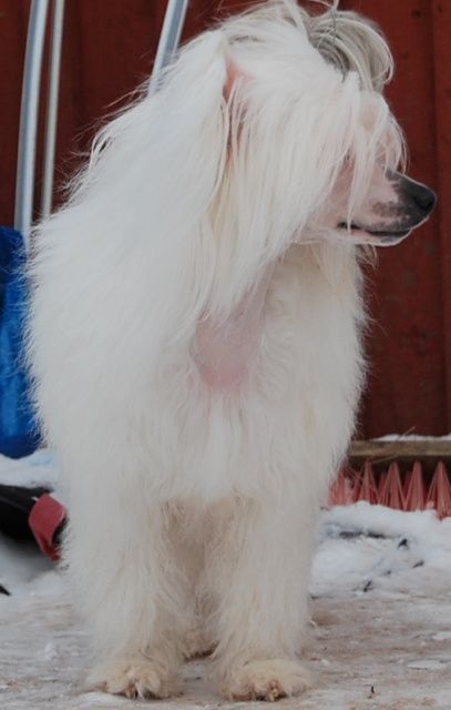 Gamla Bodens Mini Chewbacka