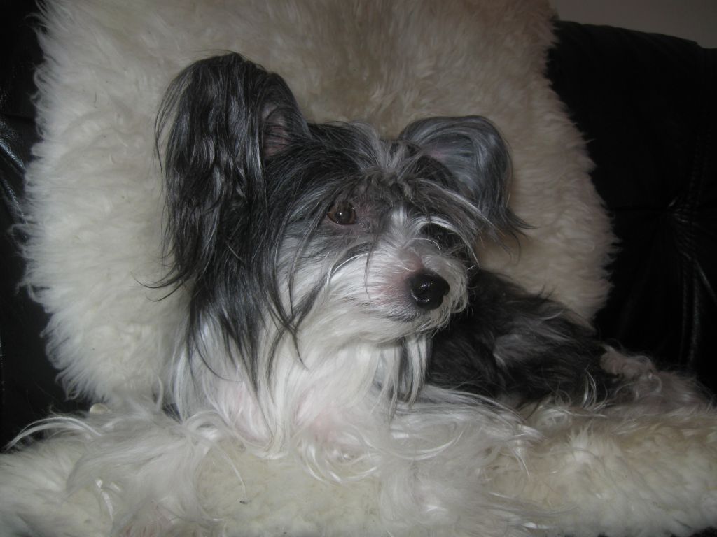 Sandfield's Lilly Of The Vally