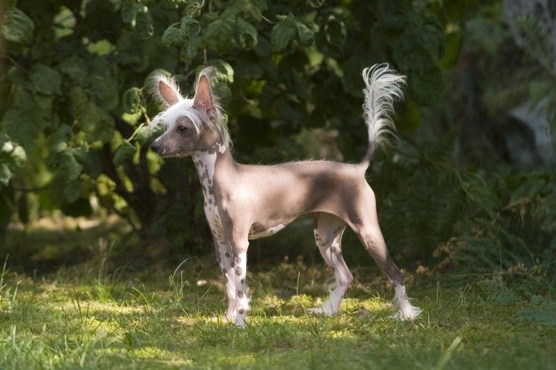 Spirit Of Mantra's Let's Party