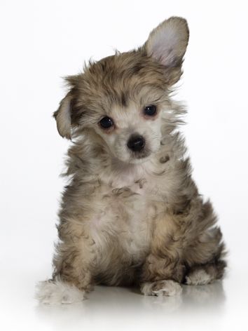 Spirit Of Mantra's Lucky Viper