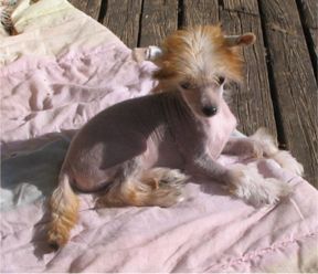 Spirit Of Mantra's Lilla Loppa