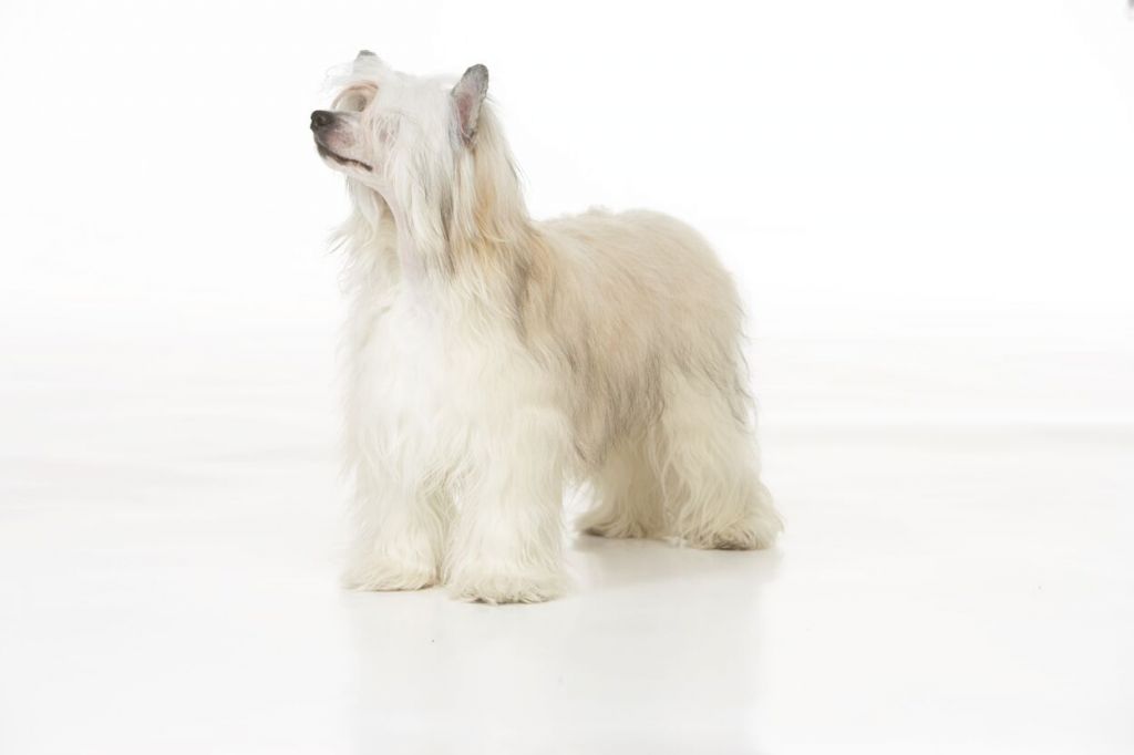 Dragon Moon Do You Believe