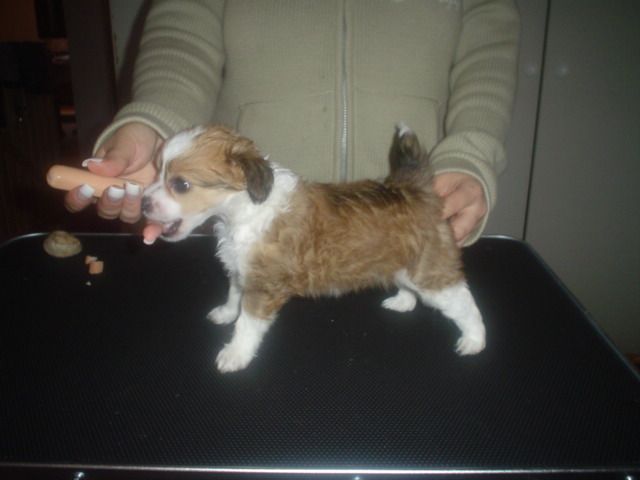 Candy Queen's Freya Cattleya