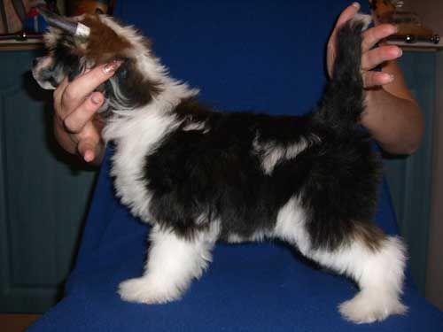 Volshebnaja Loshadka Loyal Friend